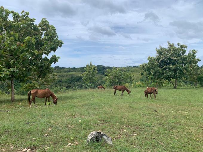 Sumba Voyage *